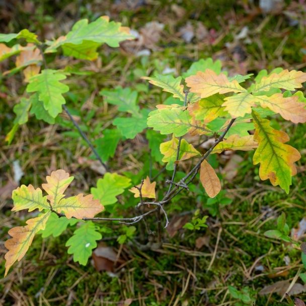 Wintereik (biologisch)