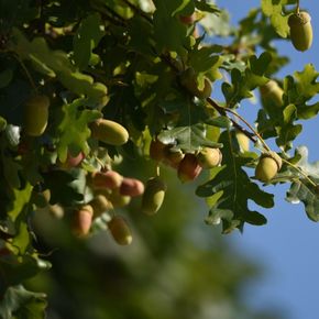 Zomereik (biologisch)