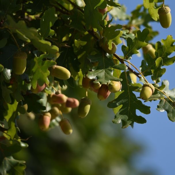 Zomereik (biologisch)