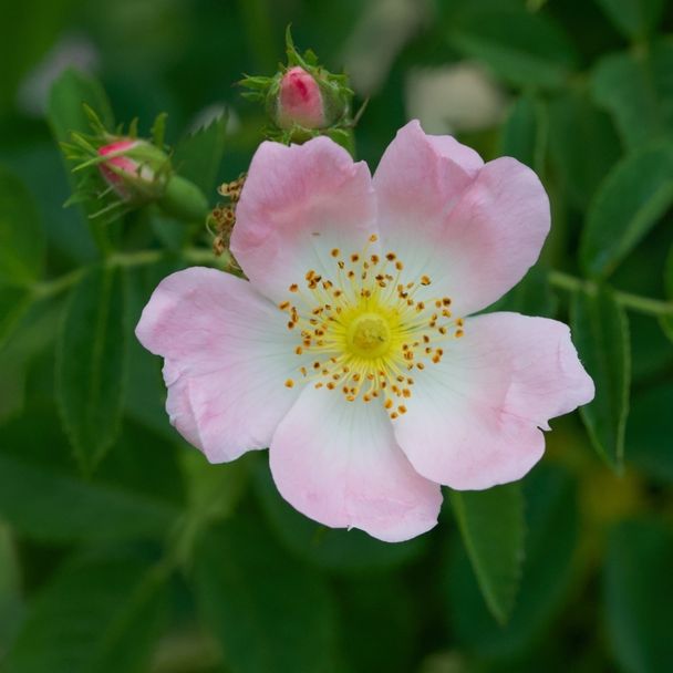 Heggenroos (biologisch)