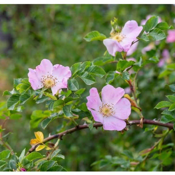 Egelantier (biologisch)