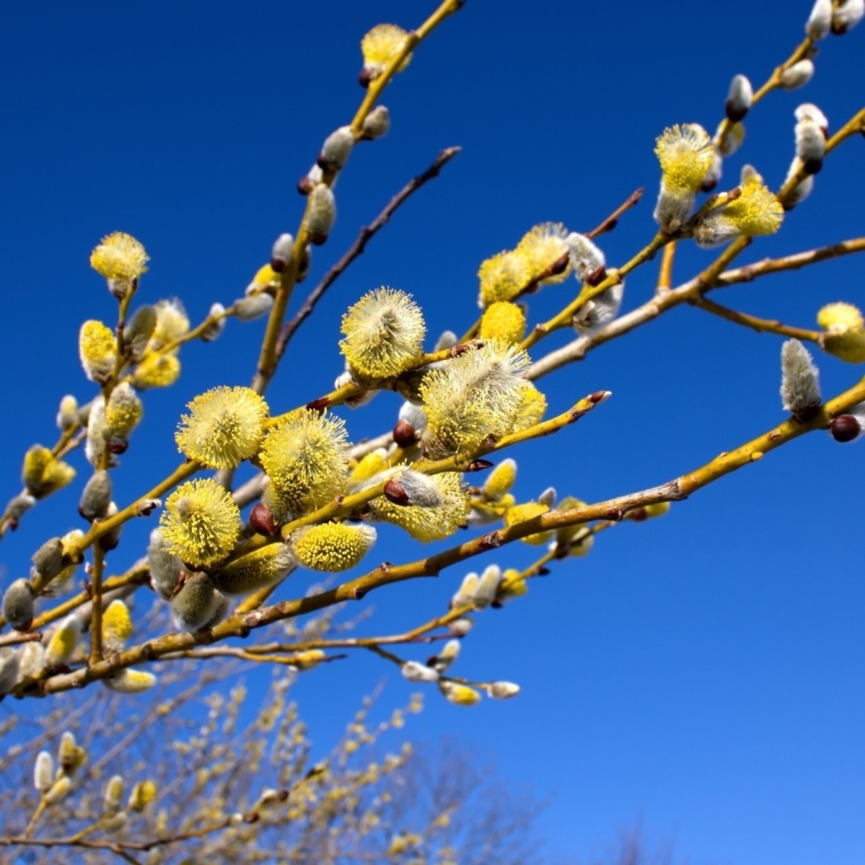 Boswilg (biologisch) | Kwekerij Koperwiek | Planten | Partner van Vogelbescherming Nederland
