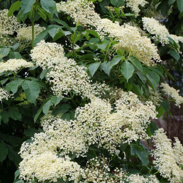 Gewone Vlier (biologisch)