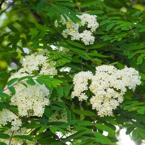 Lijsterbes (biologisch)