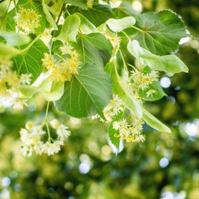 Winterlinde (biologisch)