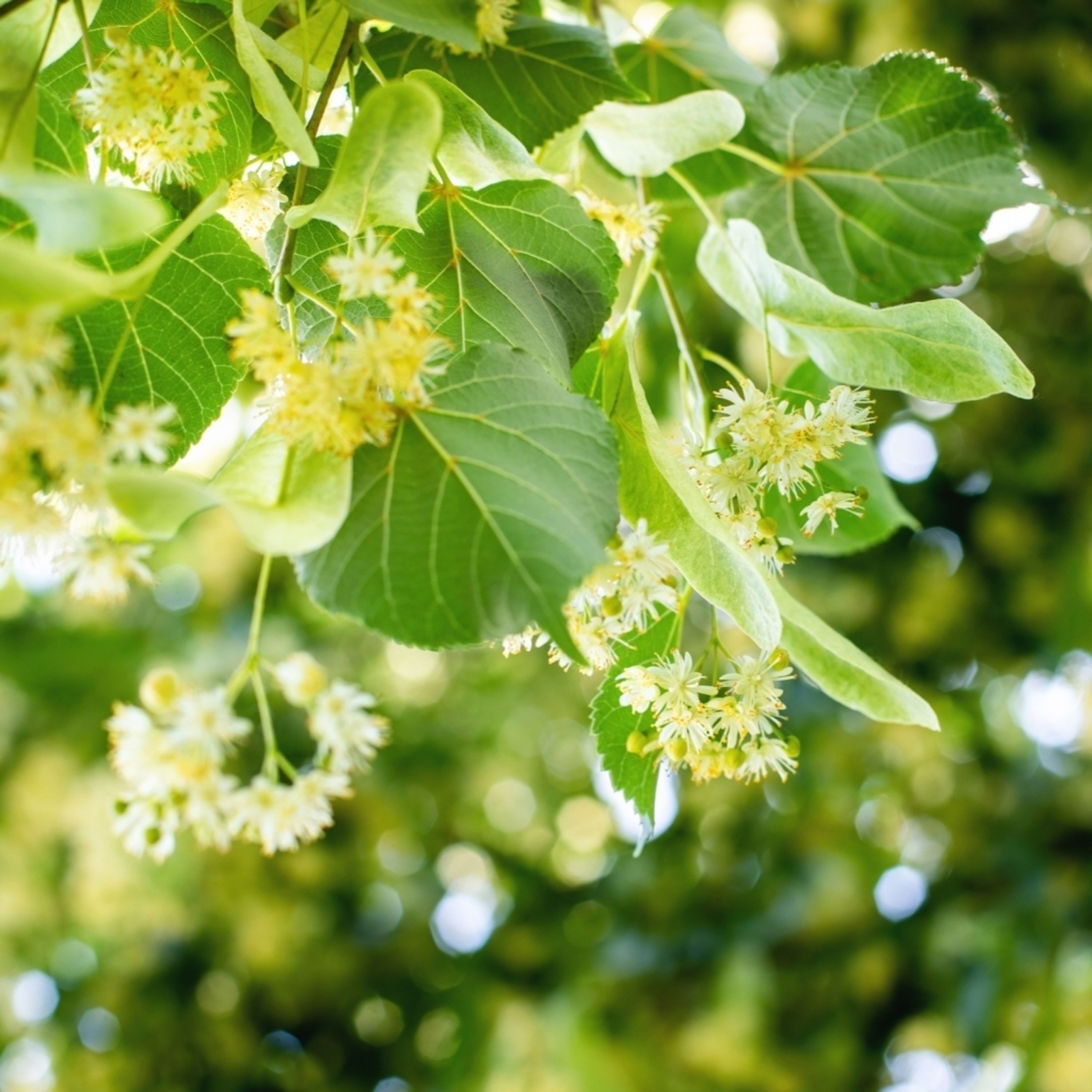 Winterlinde (biologisch) | Kwekerij Koperwiek | Planten | Partner van Vogelbescherming Nederland