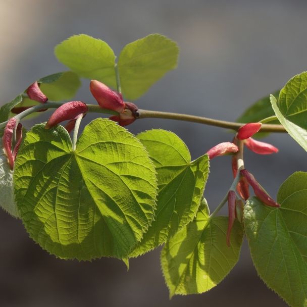 Zomerlinde (biologisch)