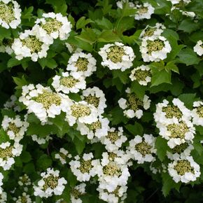 Gelderse Roos (biologisch)