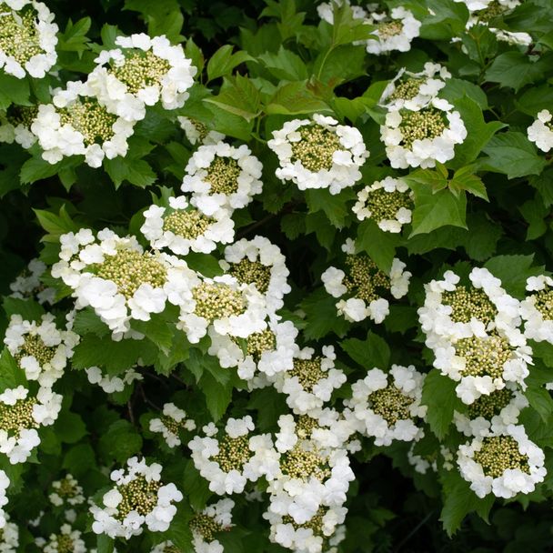 Gelderse Roos (biologisch)