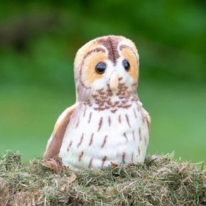 Gosedjur Kattuggla med ljud