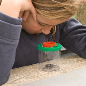 Insektsburk med förstoringsglas Darwin