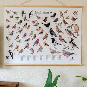 Väggaffisch trädgårdsfåglar - Elwin Van der Kolk