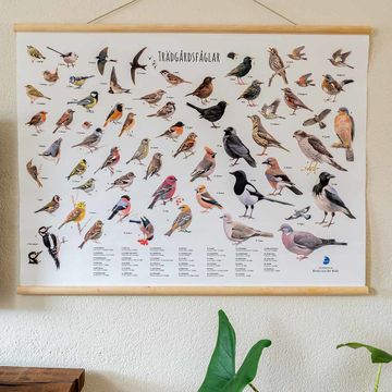 Väggaffisch trädgårdsfåglar - Elwin Van der Kolk