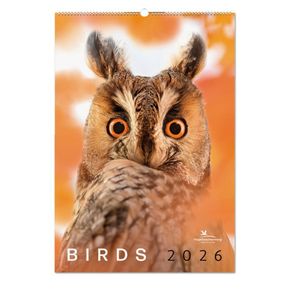 Birds poster kalender 2026