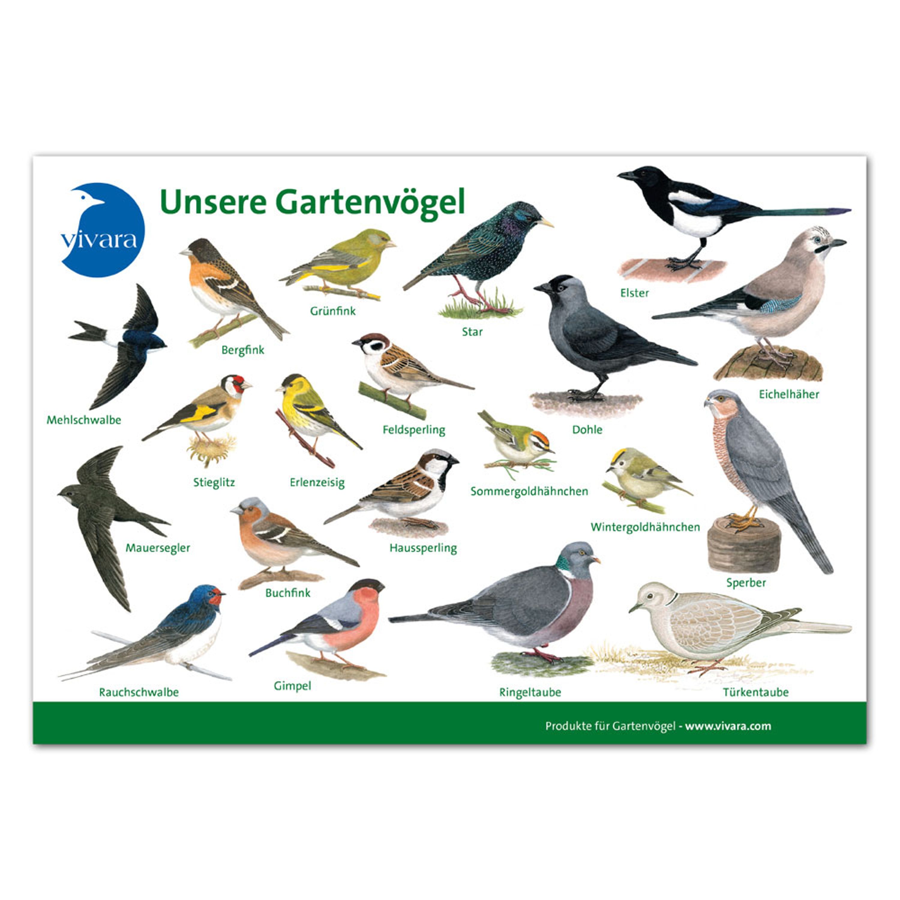Tierkarte `Gartenvögel´ 1 | CJ Wildlife – CJ Wildlife