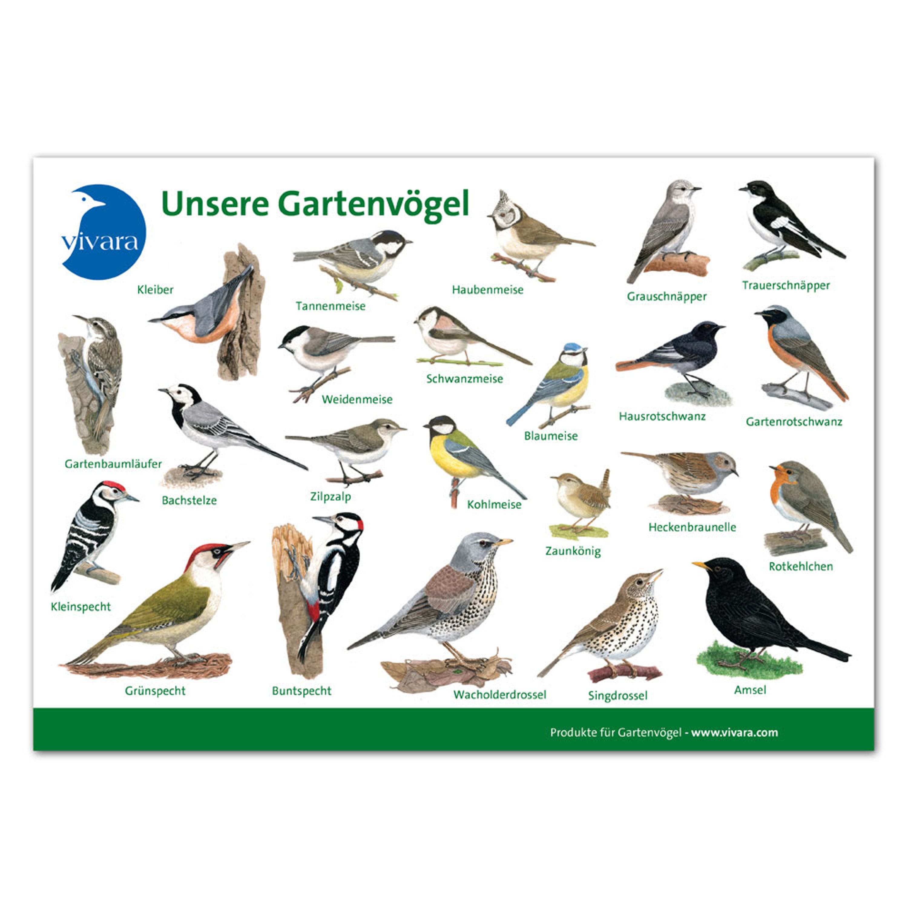 Tierkarte `Gartenvögel´ 2 | CJ Wildlife – CJ Wildlife