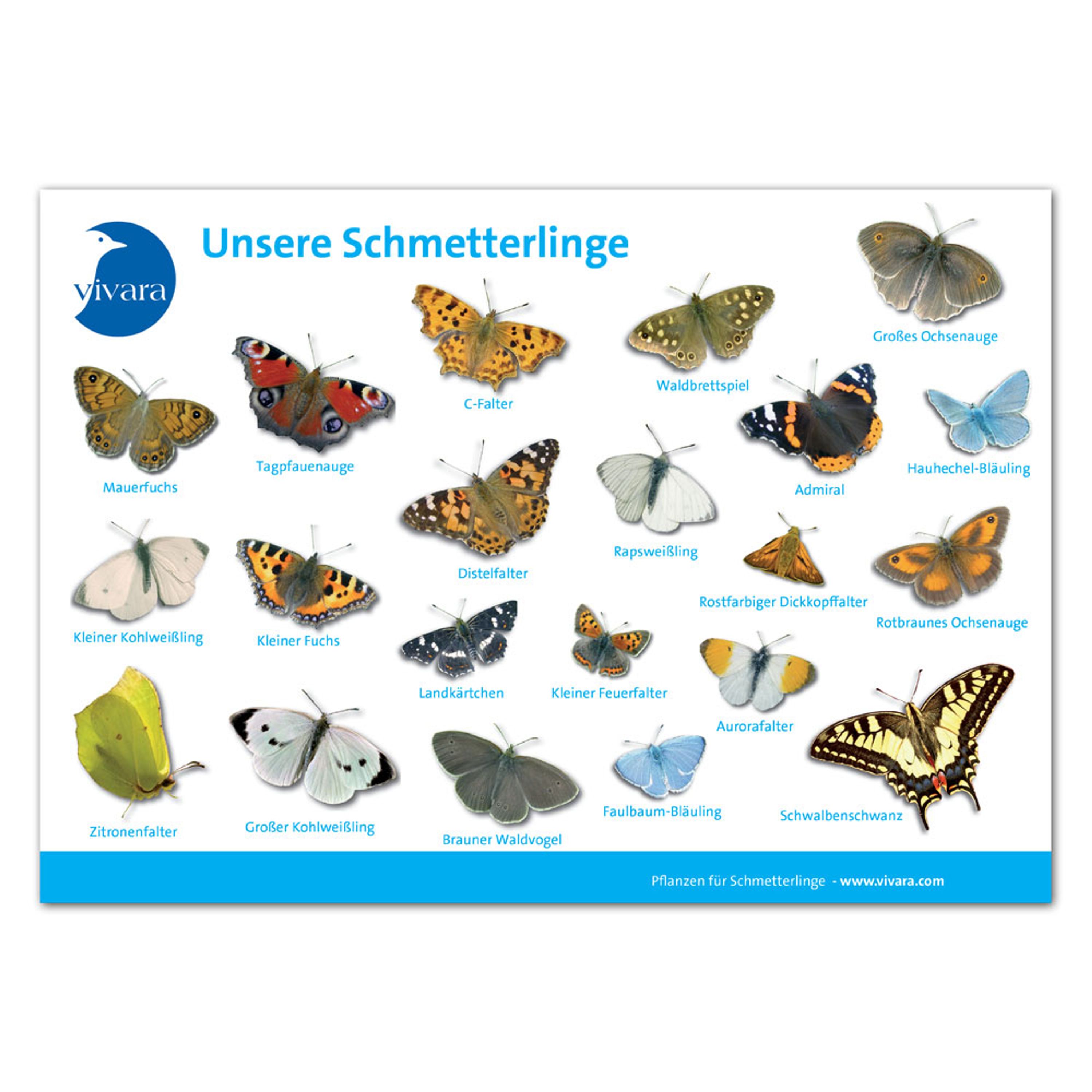 Tierkarte `Schmetterlinge´ | CJ Wildlife – CJ Wildlife