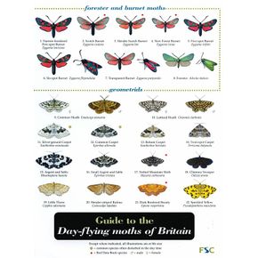 ID Chart - Guide to the Day-flying Moths of Britain