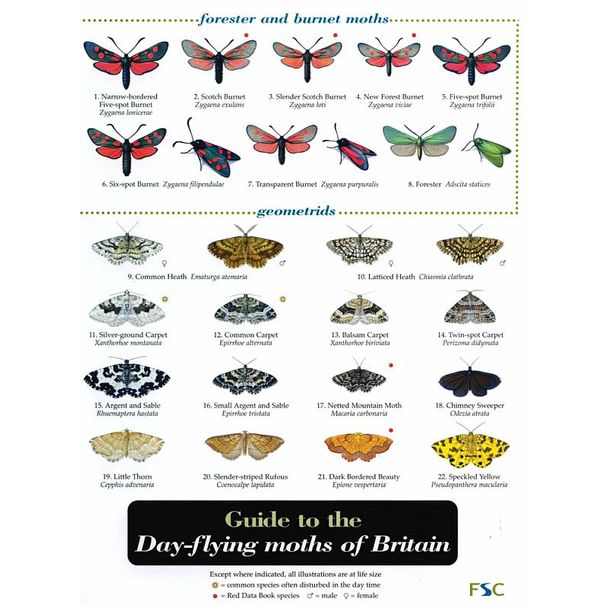 ID Chart - Guide to the Day-flying Moths of Britain