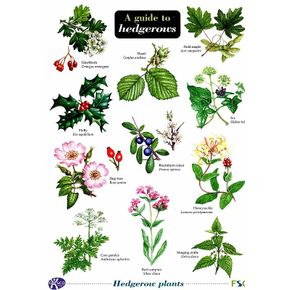 ID Chart - A Guide to Hedgerows