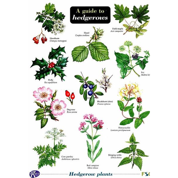 ID Chart - A Guide to Hedgerows
