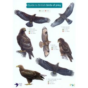 ID Chart - Guide to British Birds of Prey 