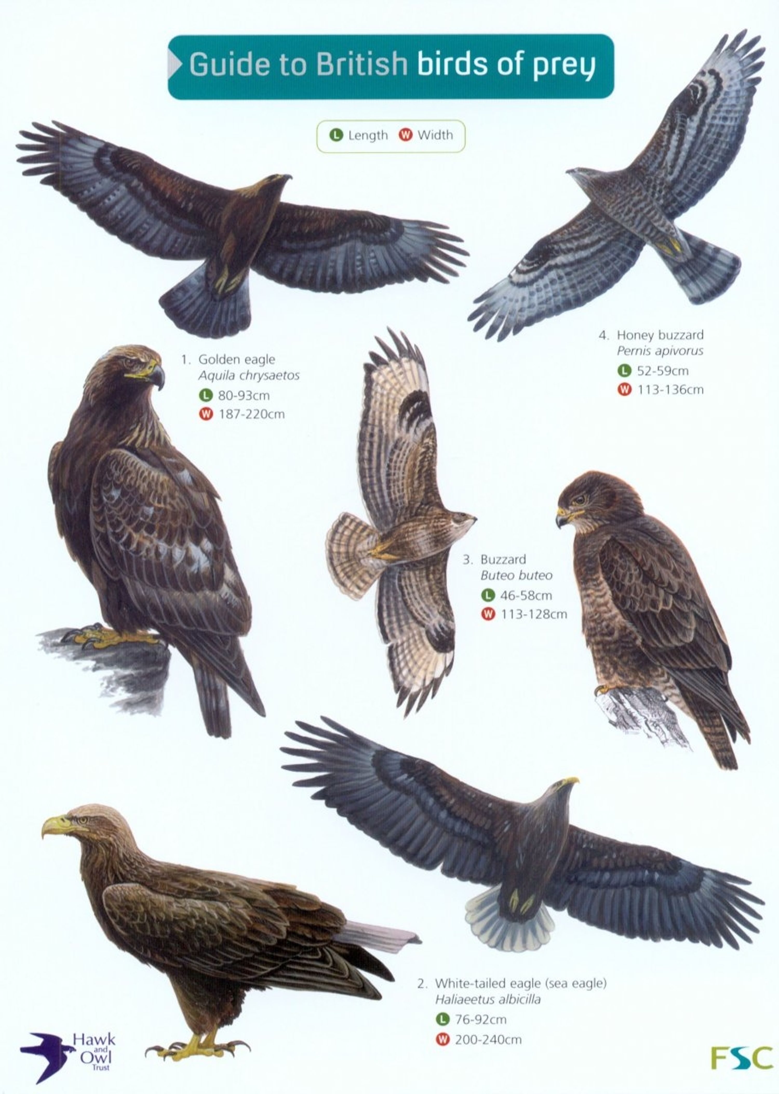 ID Chart - Guide to British Birds of Prey