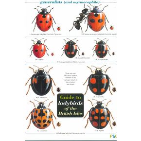 ID Chart - Ladybirds