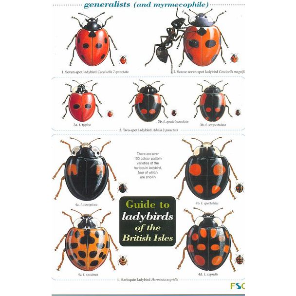ID Chart - Ladybirds