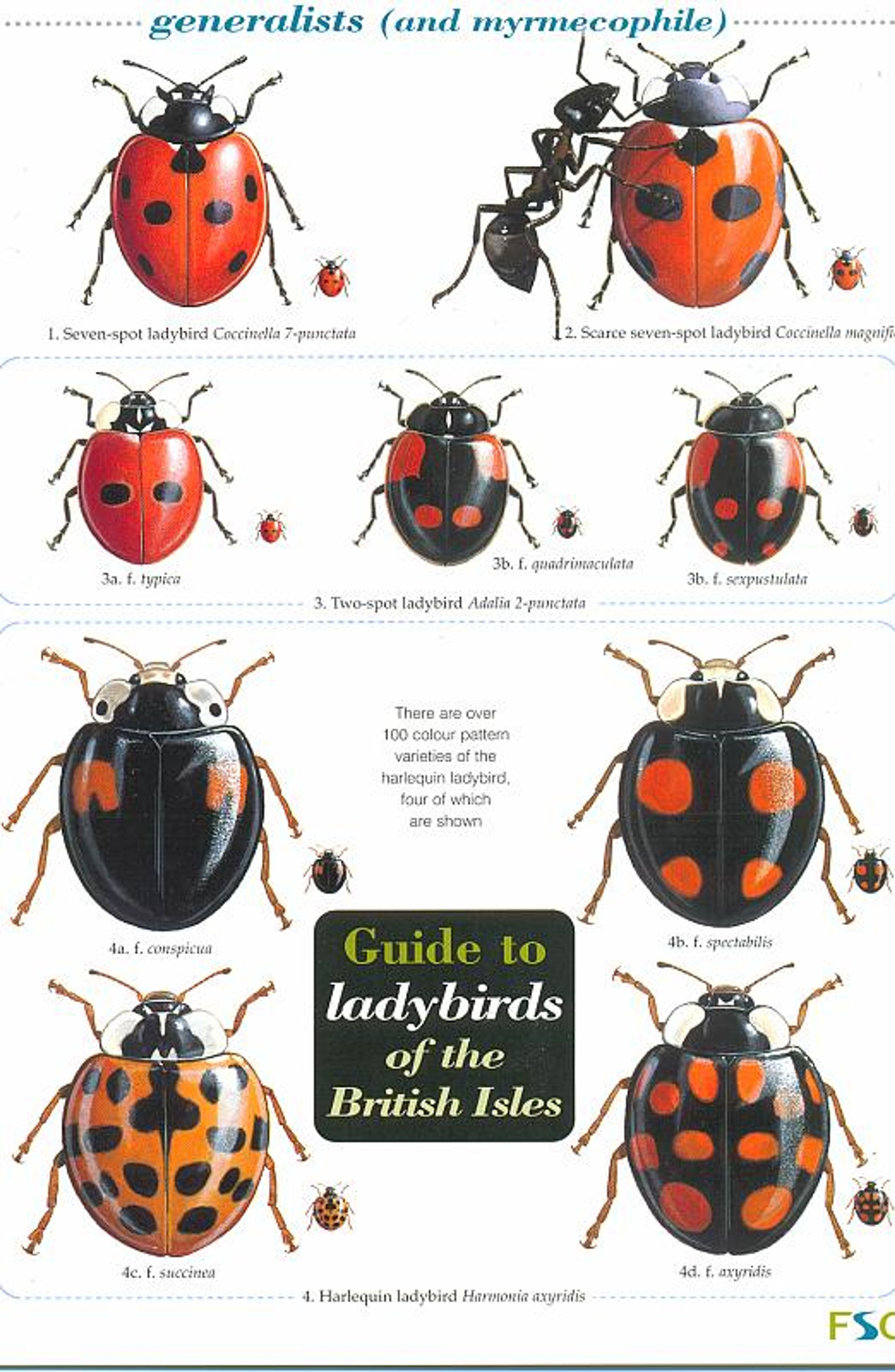ID Chart - Ladybirds