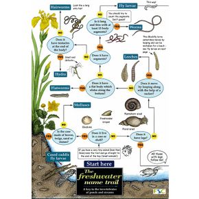 ID Chart - The Freshwater Name Trail