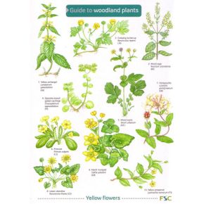ID Chart - Woodland Plants