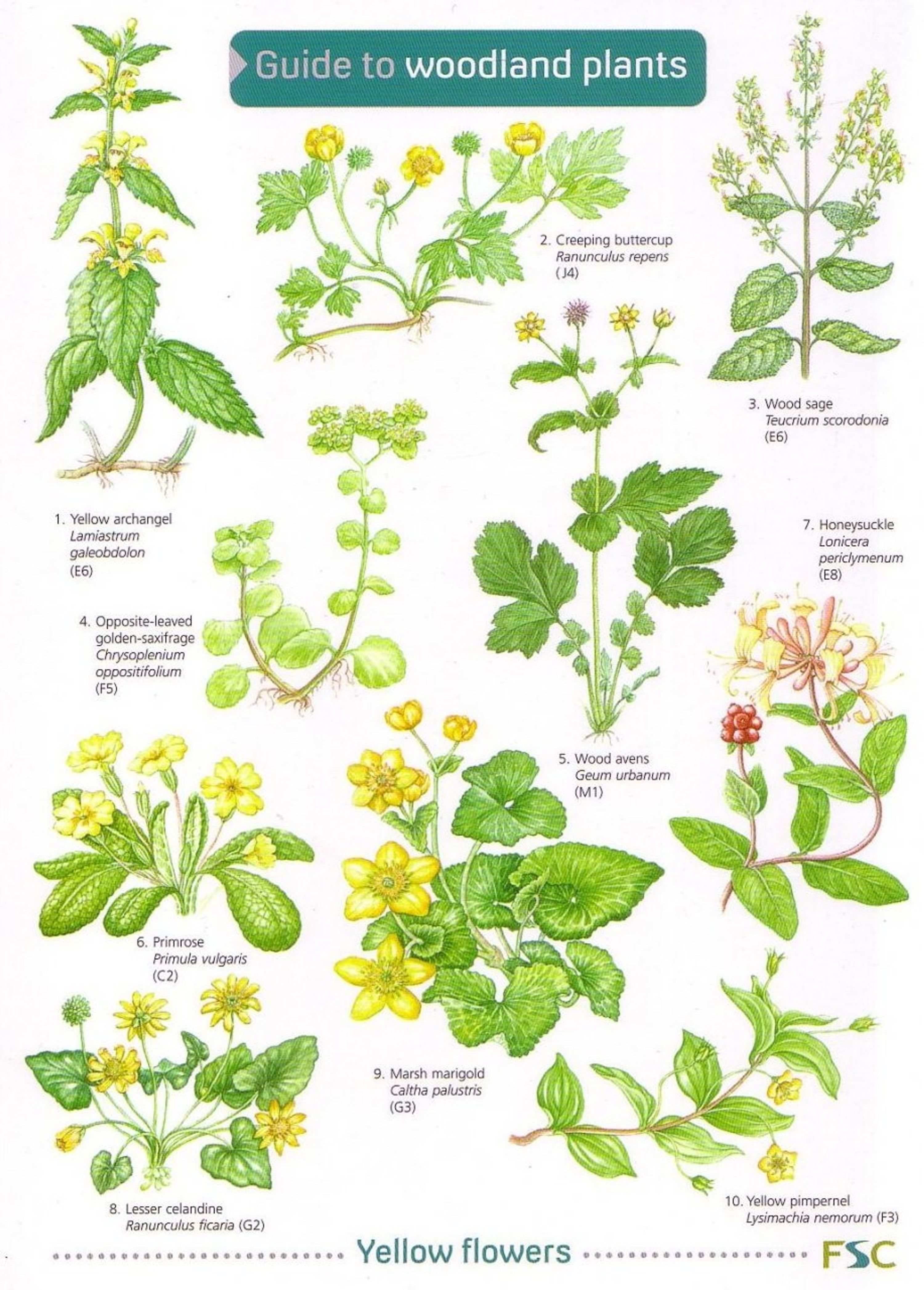 ID Chart - Woodland Plants