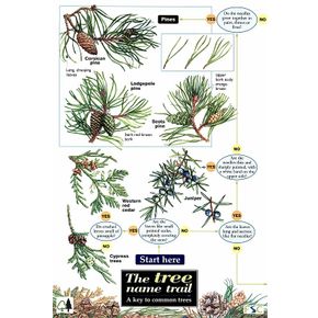 ID Chart - Tree Name Trail 