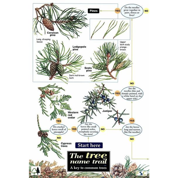 ID Chart - Tree Name Trail 
