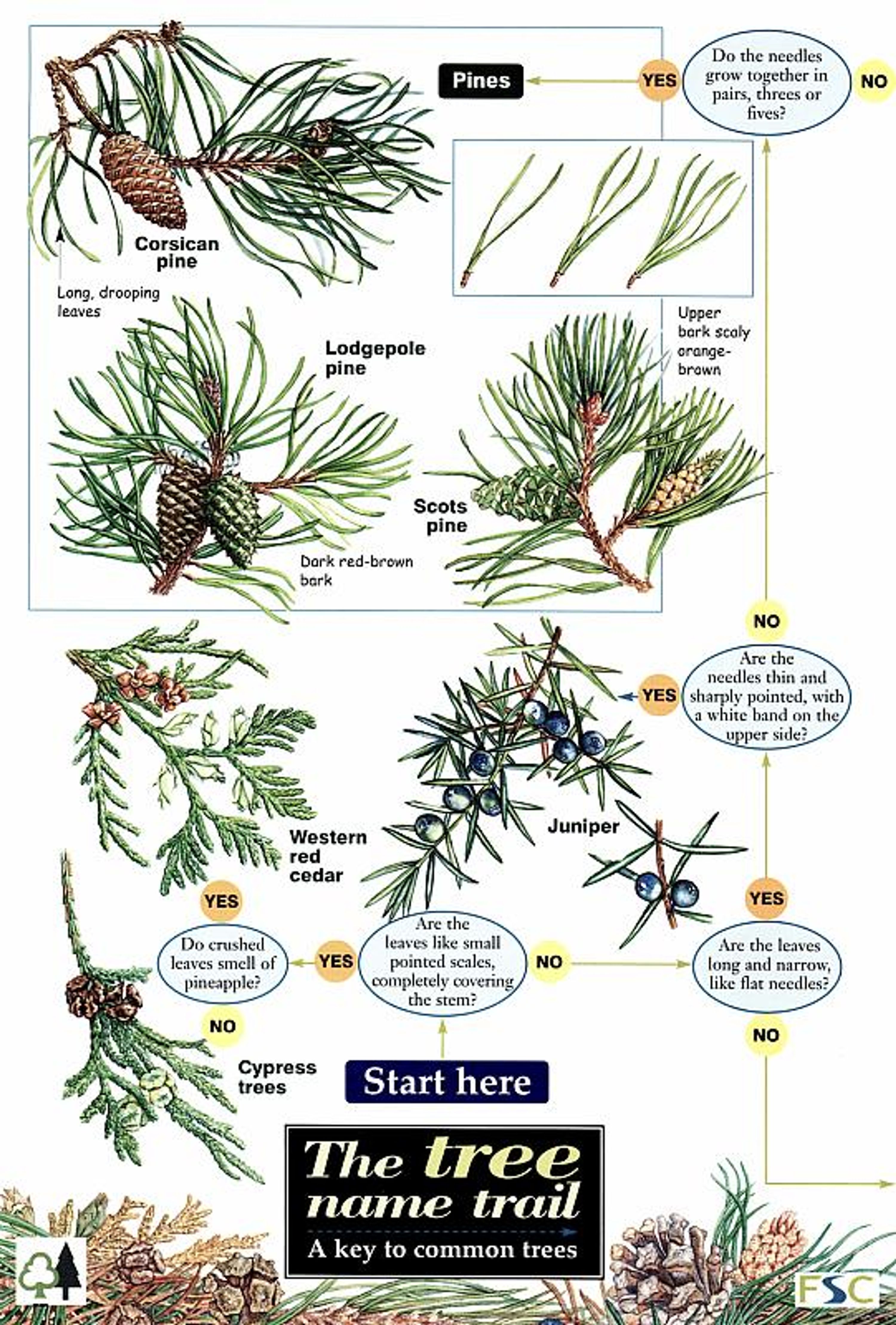 ID Chart - Tree Name Trail