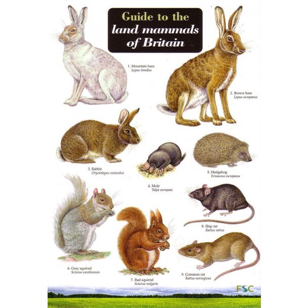 ID Chart - British Land Mammals