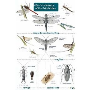 ID Chart - Guide to Insects of the British Isles