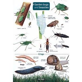 ID Chart - Guide to Garden Bugs and Beasties