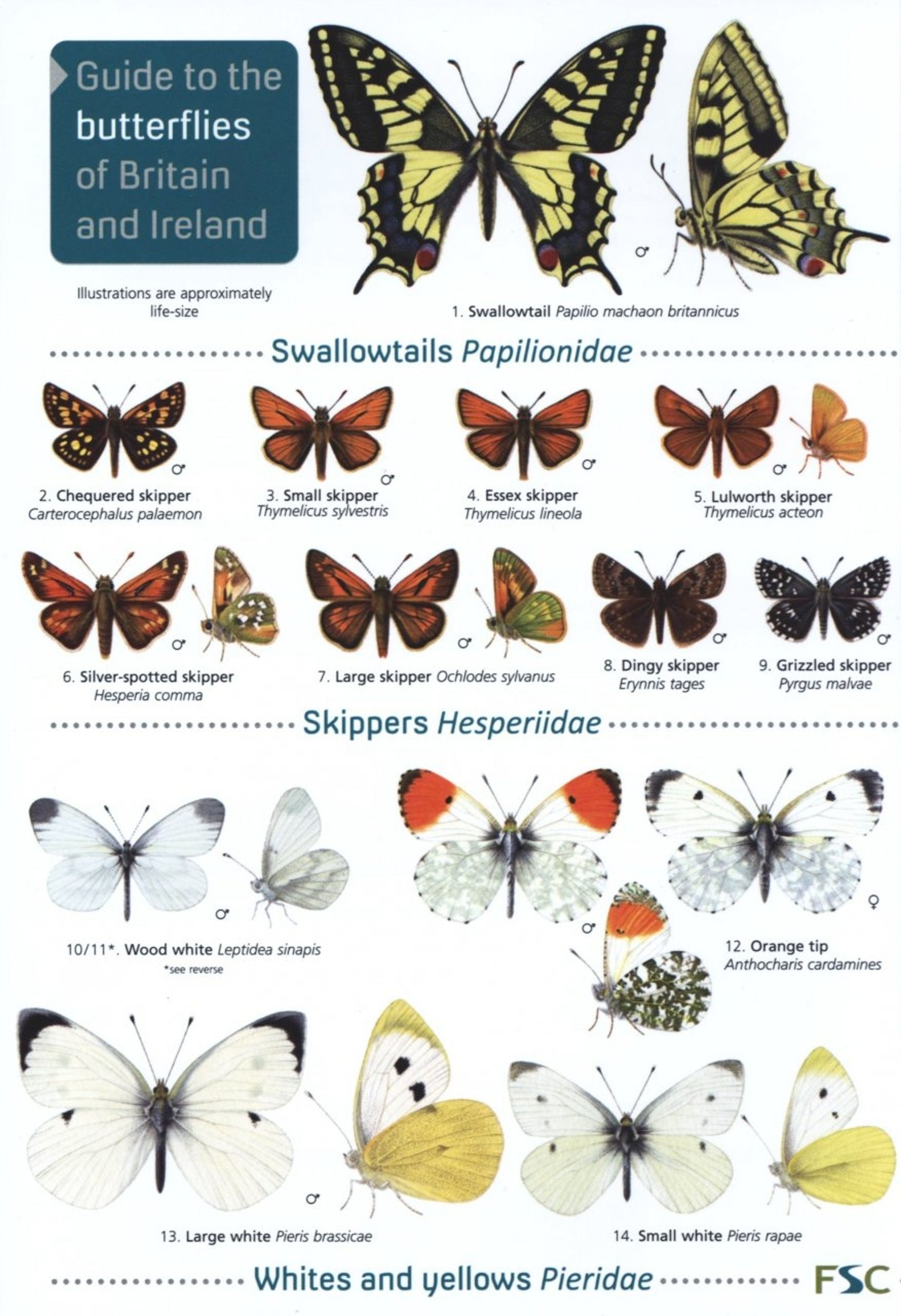 ID Chart - Butterflies of Britain