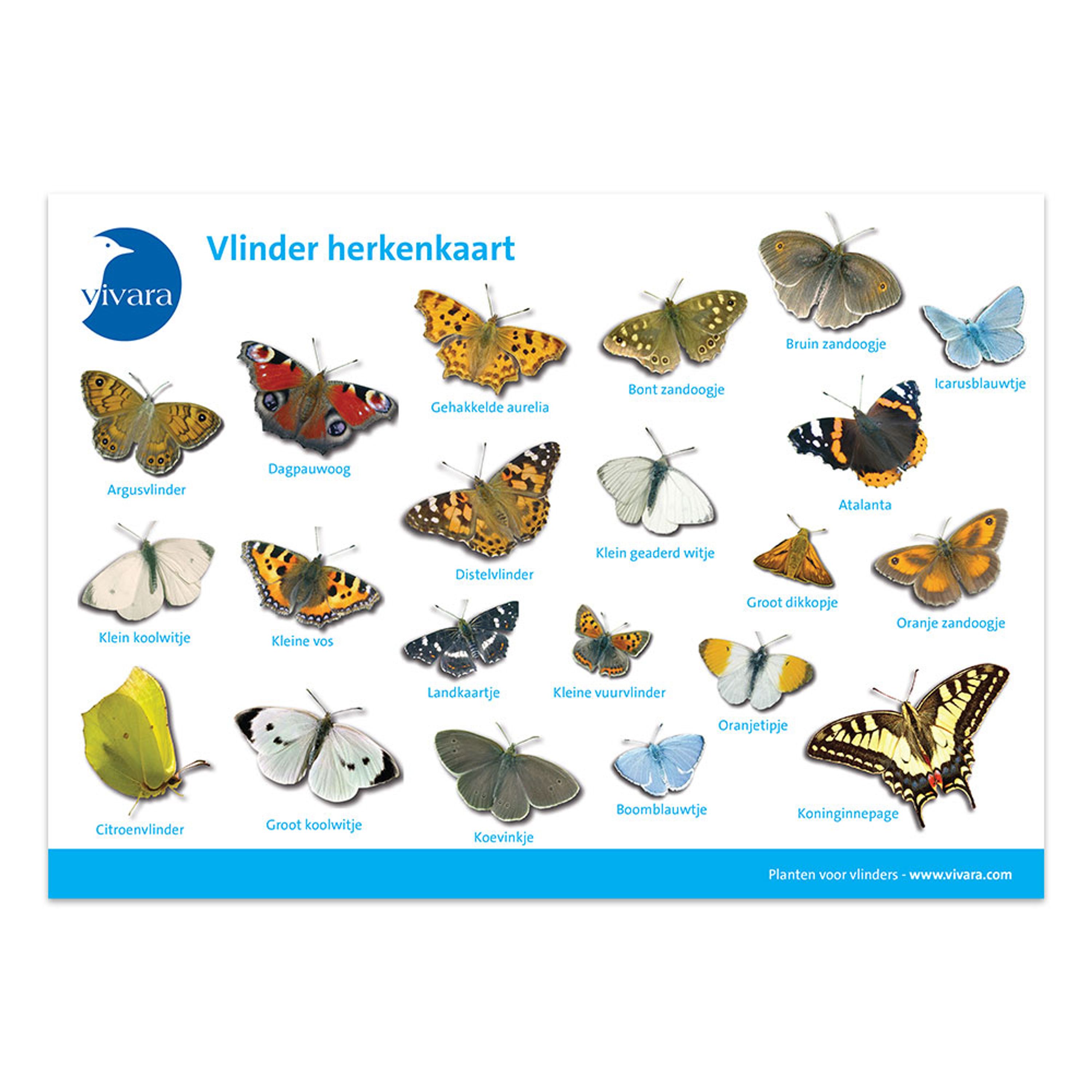 Kijkkaart Vlinders | Vivara | Herkenkaart | Vlinders herkennen | Bevat 21 veelvoorkomende soorten |