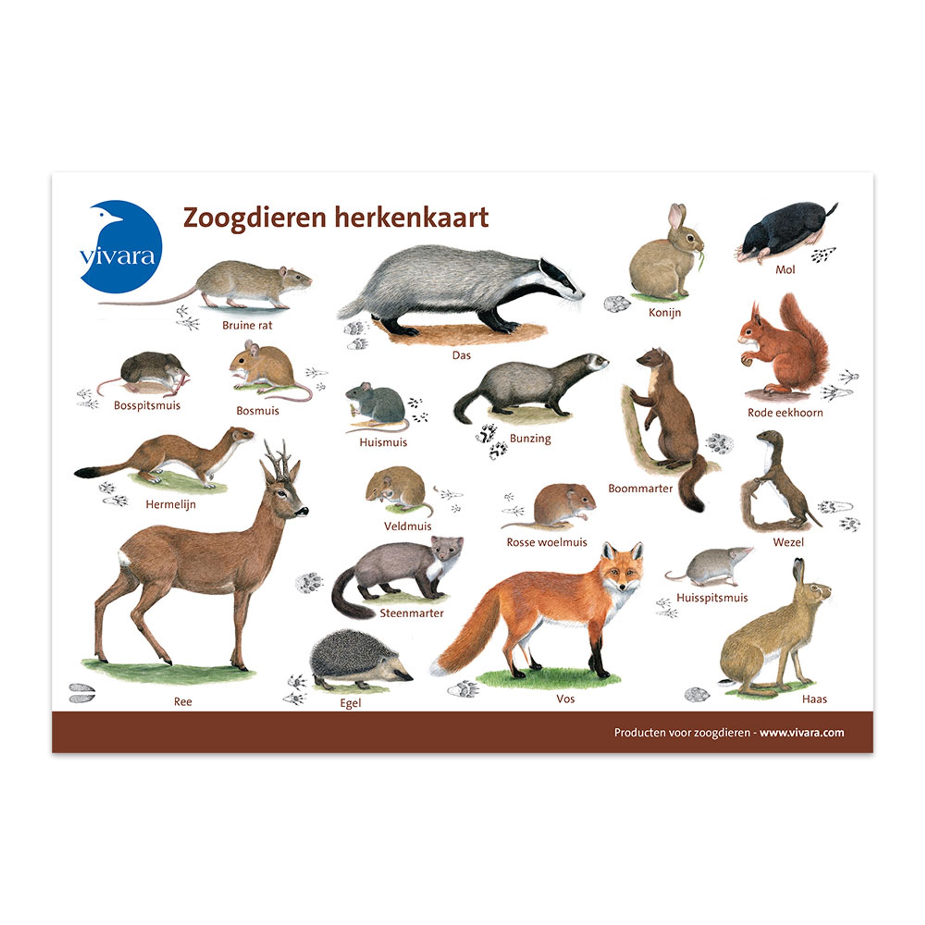 Lurch RVS Uitsteekvormpjes – Dieren Lurch RVS Uitsteekvormpjes – Dieren