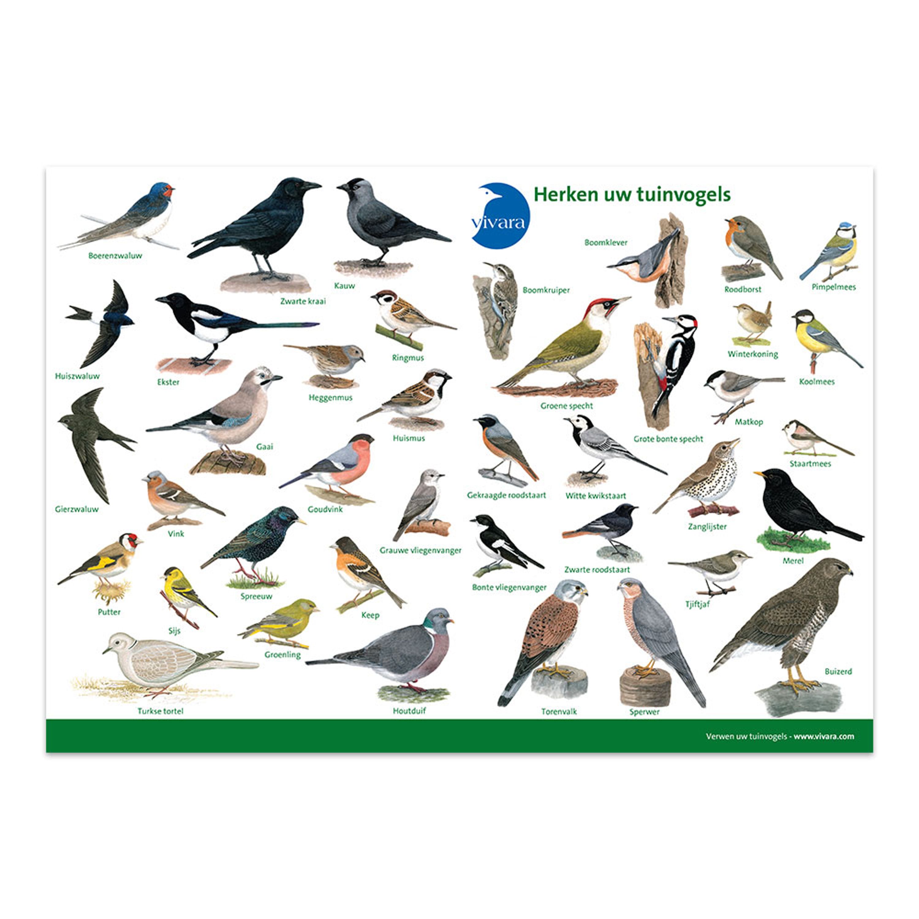 Kijkkaart Vogels | Vivara | Herkenkaart | Duidelijke illustraties van 40 soorten tuinvogels | Met ex
