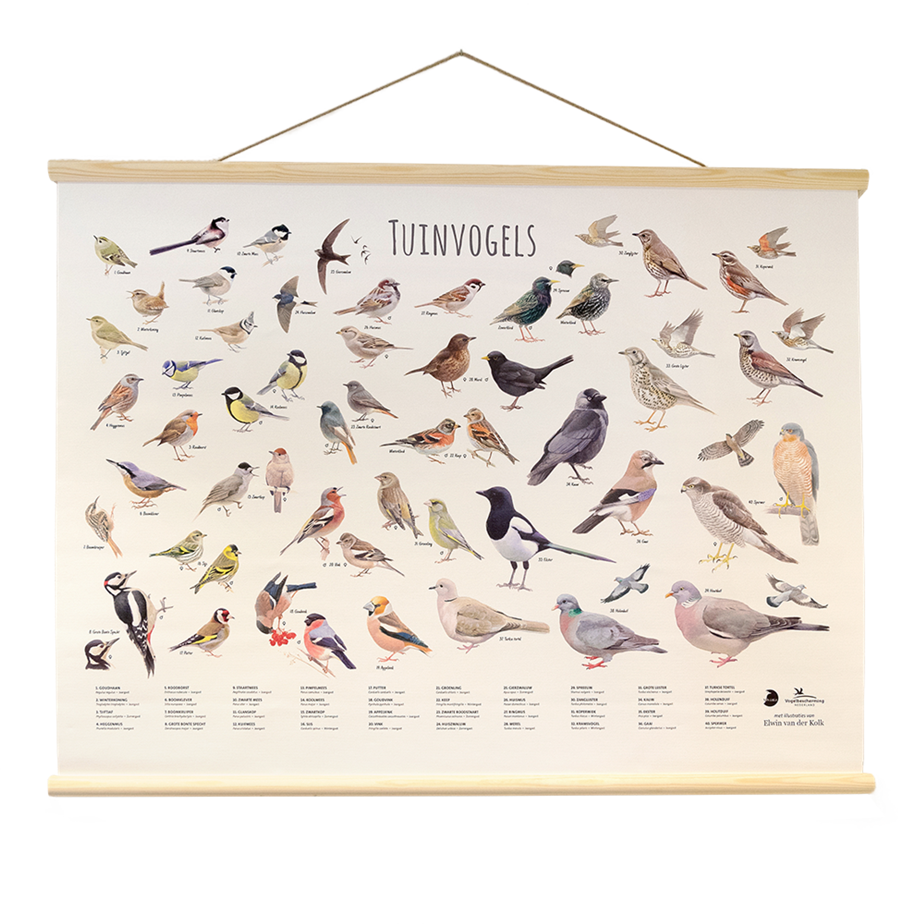Tuinvogelposter Elwin Van Der Kolk | Vivara | Groot formaat (100x70 cm) | Met duidelijke illustraties van vogels | Tuinvogels herkennen