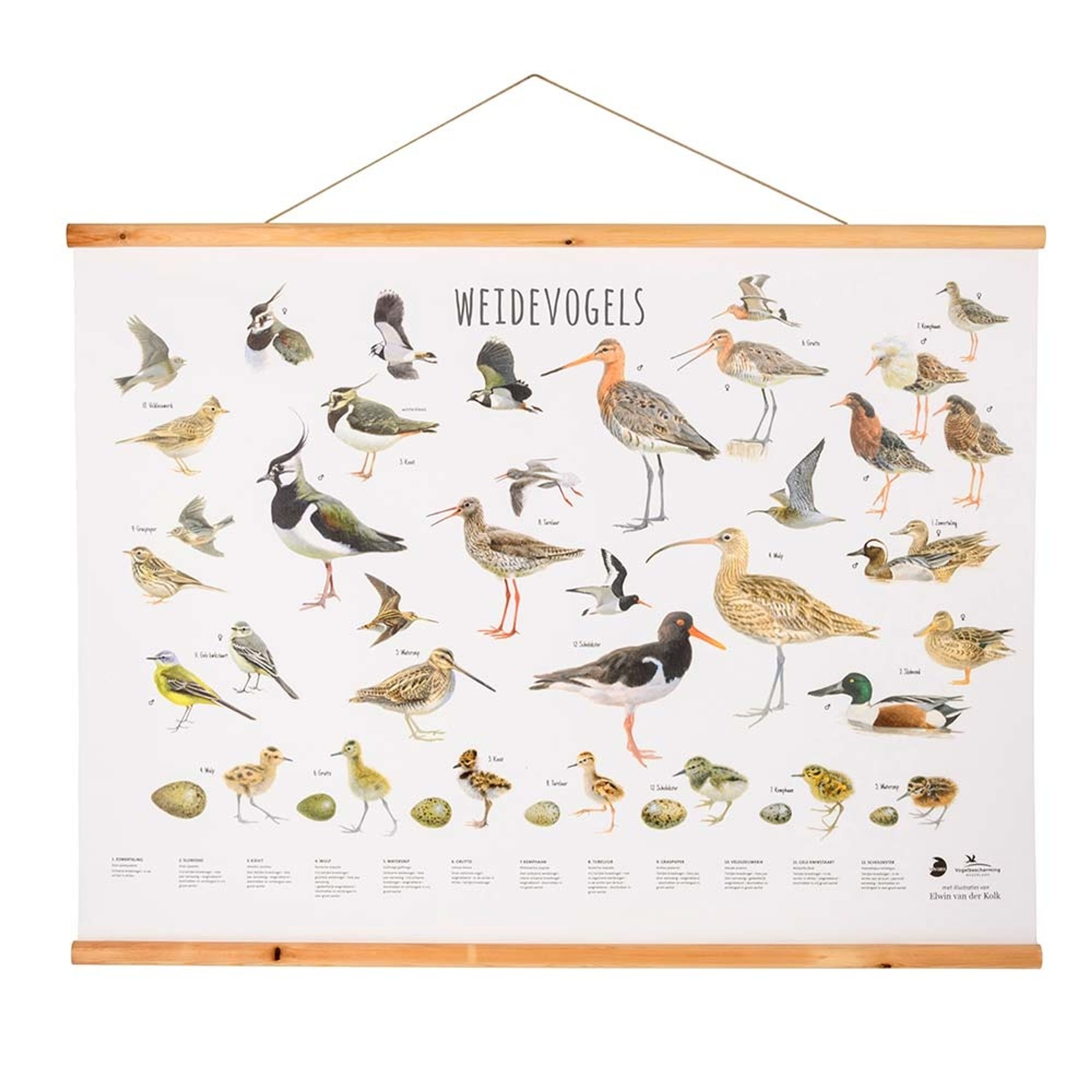 Weidevogels Poster Elwin Van Der Kolk | Vivara | Groot formaat wandposter met duidelijke illustratie