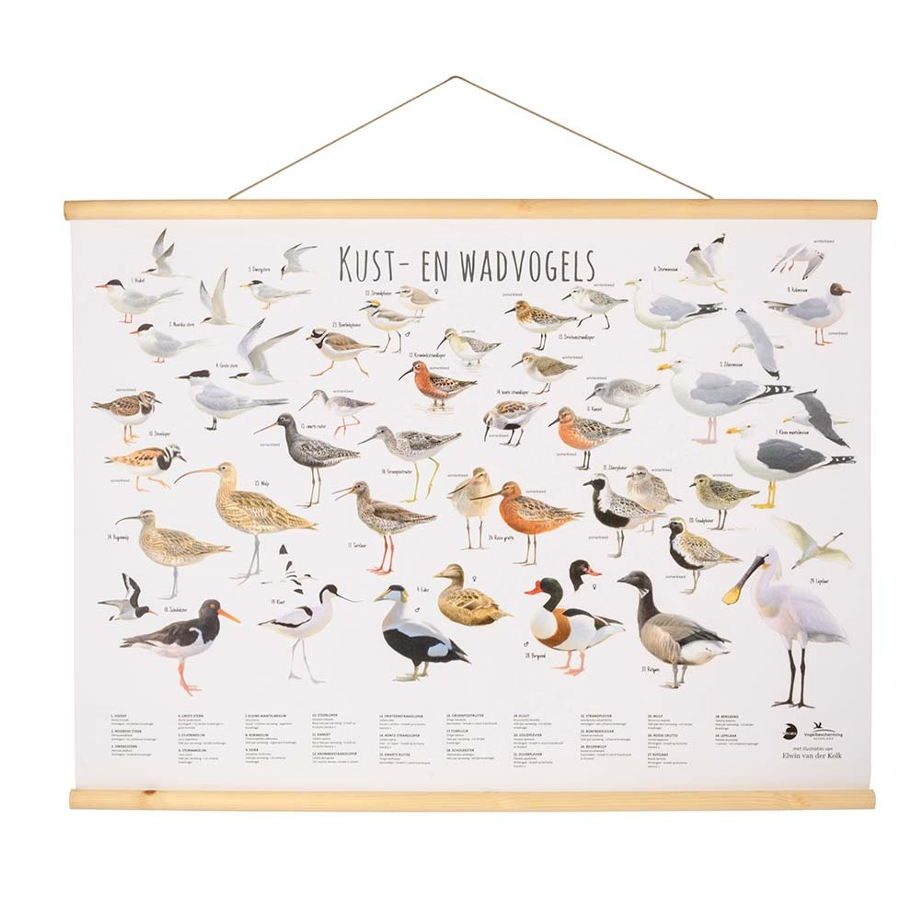 Kust- En Waddenvogel Poster Elwin Van Der Kolk | Wandposter groot formaat | Illustraties van kustvog