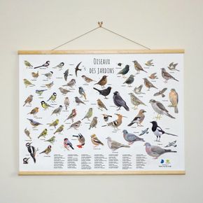 Poster oiseaux des jardins - Elwin van der Kolk