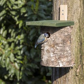 National Trust 28mm Nest Box Birch Log
