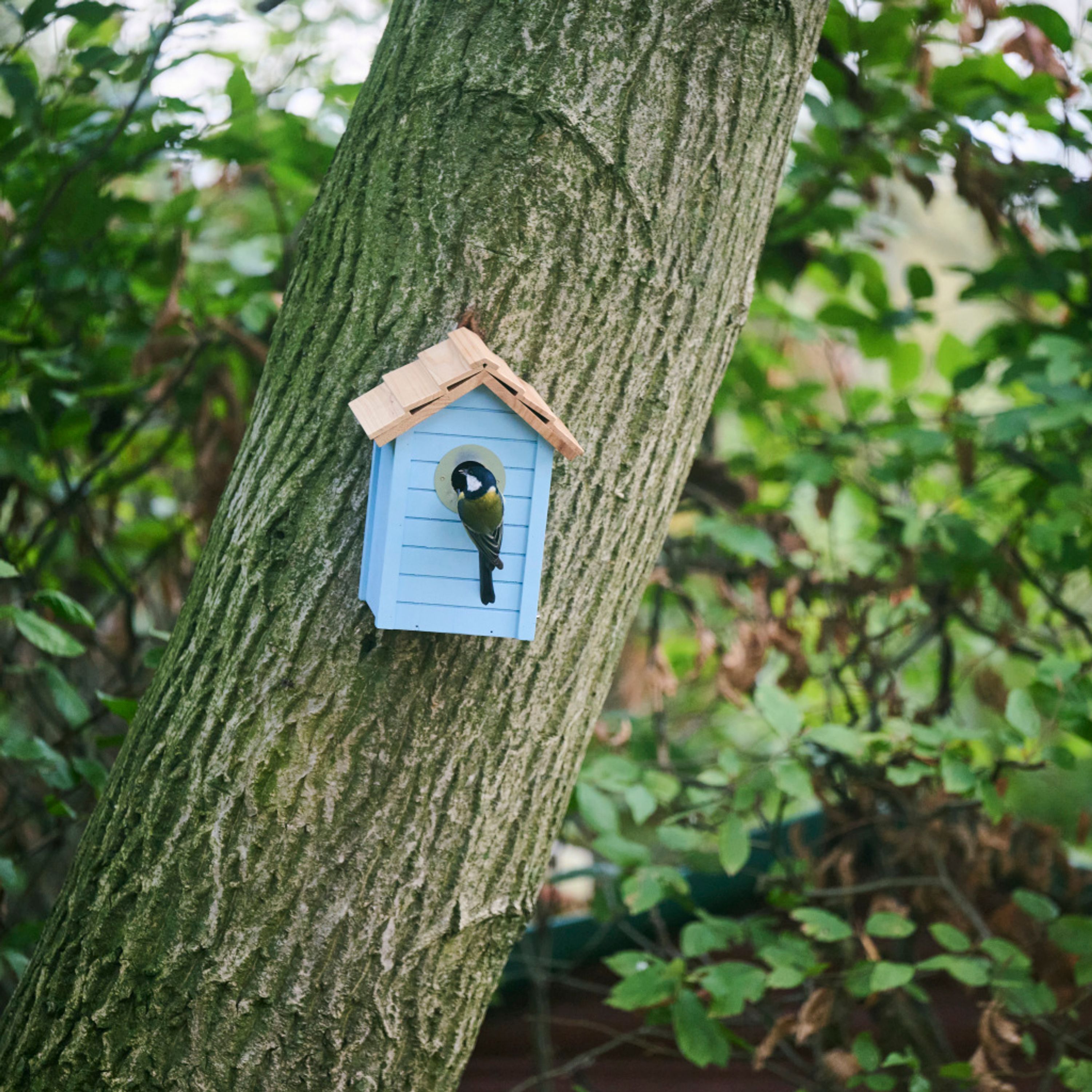 Meilleurs prix pour Nichoir Beach-bleu clair 32 mm | CJ Wildlife