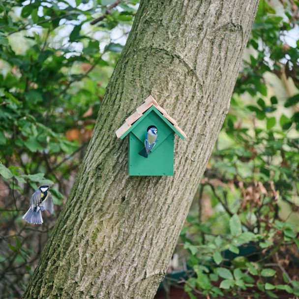 Diamond Nest Box 32 mm - Green